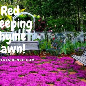 Red Creeping Thyme Lawn: Varieties, Benefits, and Maintenance