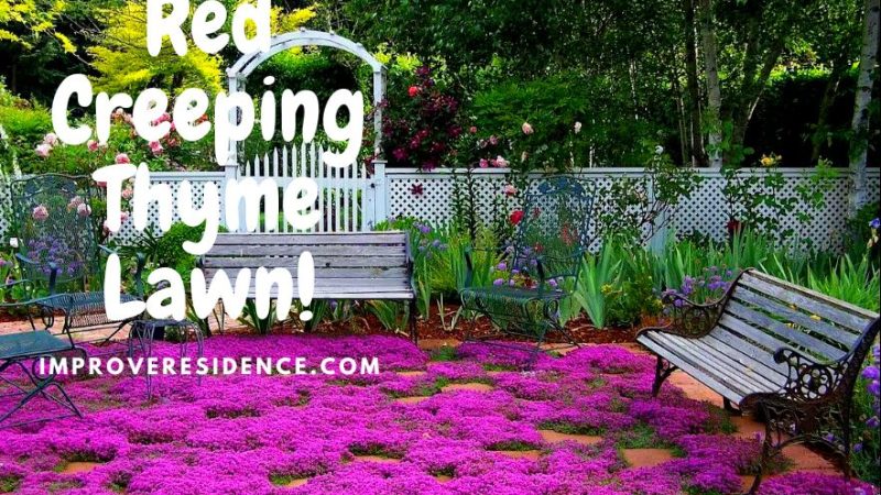 Red Creeping Thyme Lawn: Varieties, Benefits, and Maintenance
