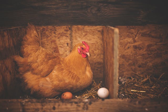 Eggs-pert Advice: Essential Tips for Successfully Raising Chickens