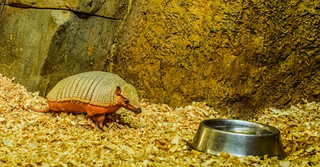 How To Use Vinegar To Get Rid Of Armadillos