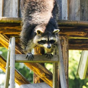 What To Do If You Have A Raccoon Infestation