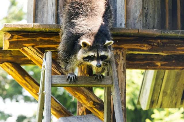 What To Do If You Have A Raccoon Infestation